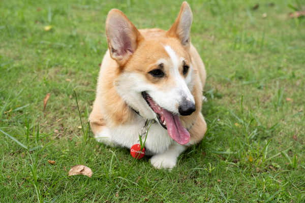 corgi dog wearing PetFind